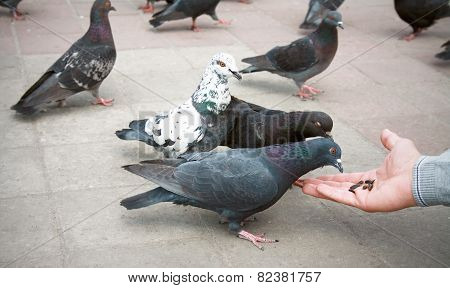 Pigeon
