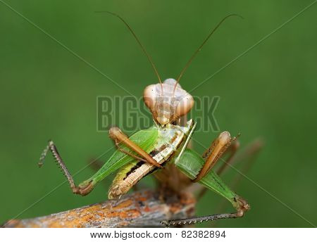 Predator