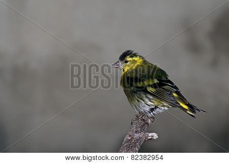 Bird and the cold