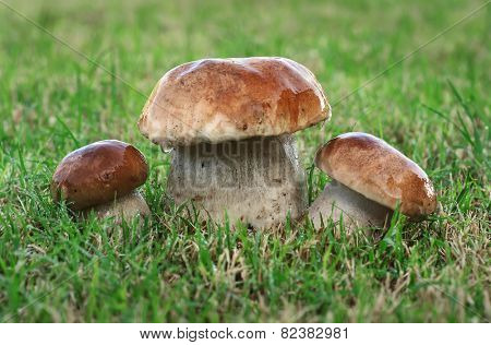 Three mushrooms