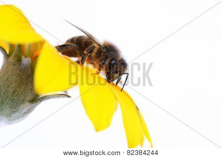 bee in the flower