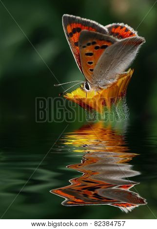 butterfly in flower