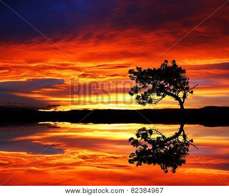 Tree Lake