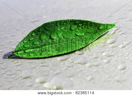 wet leaf