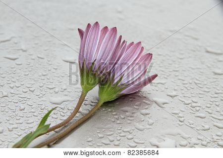 wet flowers