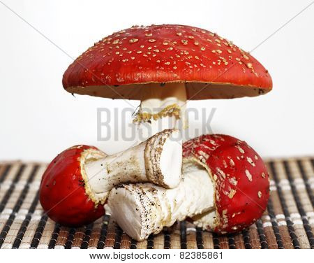 poisonous mushrooms