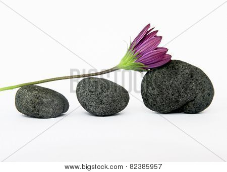 Flower and stones