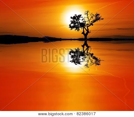the sun and tree