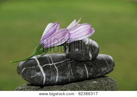 flowers and rocks in nature