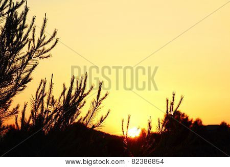 trees and sun