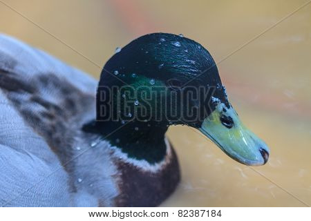 duck on the water in garden
