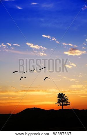 pine and birds