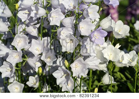 Campanula or canterbury bells flowers in garden