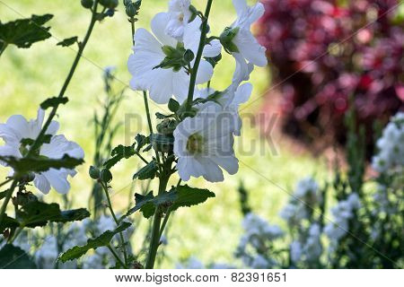 Blooming hollyhock Alcea rosea