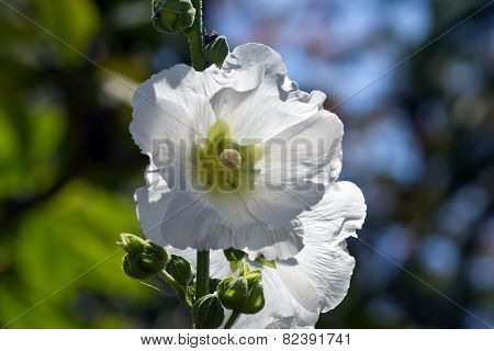 Blooming hollyhock Alcea rosea