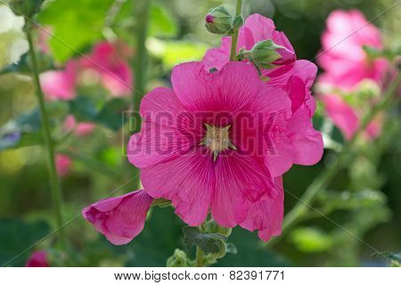 Blooming hollyhock Alcea rosea