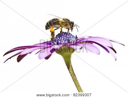 working bee