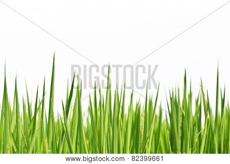 rice plants