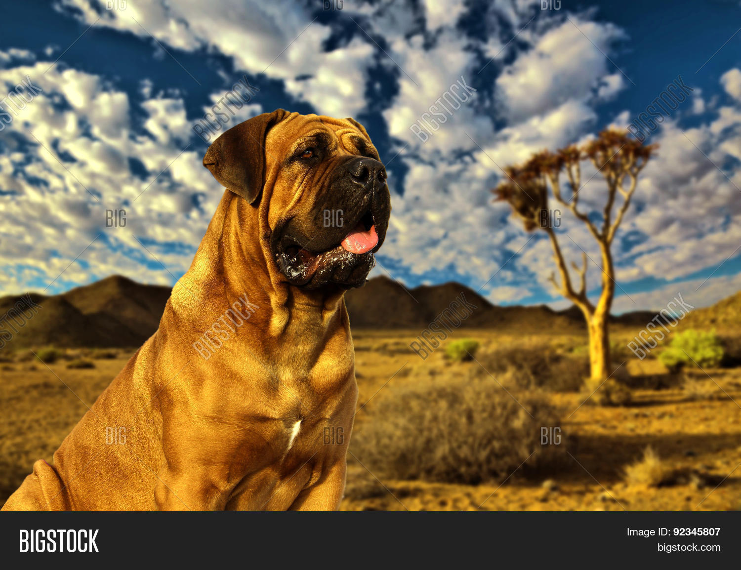 South African Boerboel Image & Photo (Free Trial) Bigstock