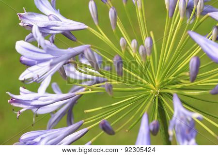 Lily of the Nile,African Lily