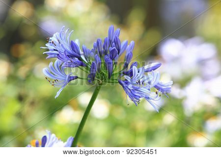 Lily of the Nile,African Lily