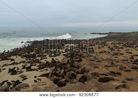 Cape Fur Seals