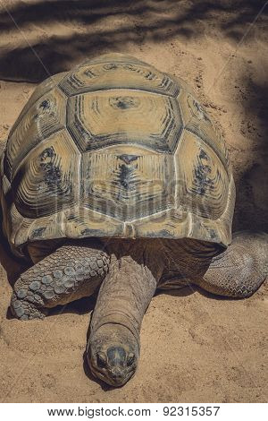 Big turtle