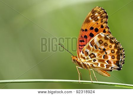 Argyreus hyperbius butterfly situated on a weed