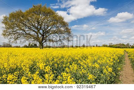 Rape Seed