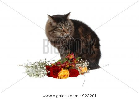 Romantique Cat 3
