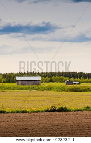 Dandelions By The Fields