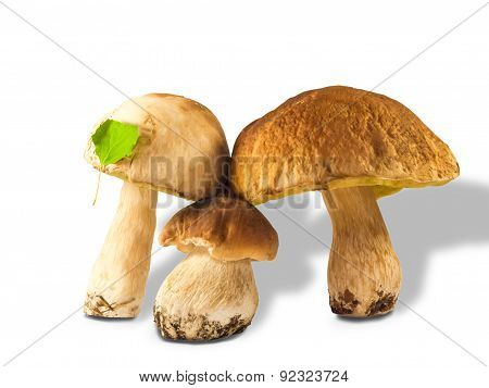 Three Ceps