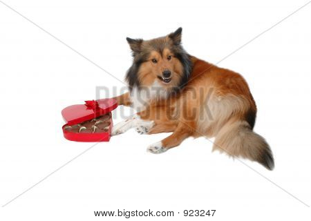 Chien de Saint-Valentin en colère