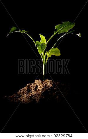 Small sprout of seedling with pile of topsoil