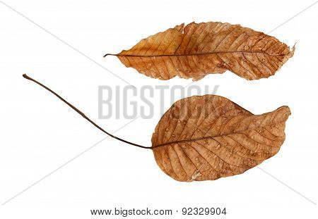 Two dry leaves