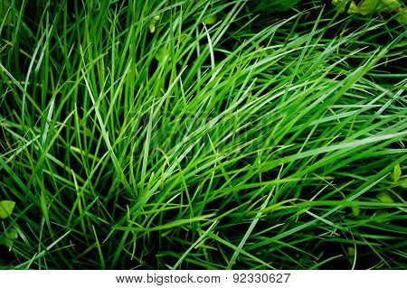 Blade of grass