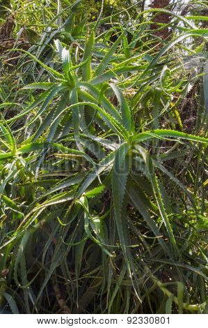 Aloe Vera Plant