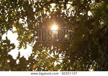 Rays of sun through the leaves