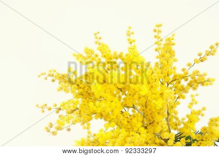 Twig of mimosa flowers