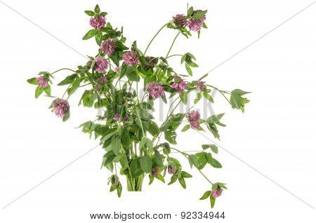 Alfalfa isolated on white