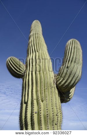 Saguaro Cactus