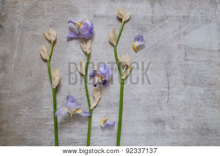 Blueflag Or Iris Flower On Wooden Background