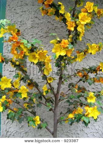 Gule blomstre