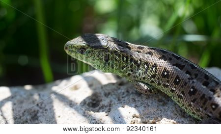 lizard basking on a stone.
