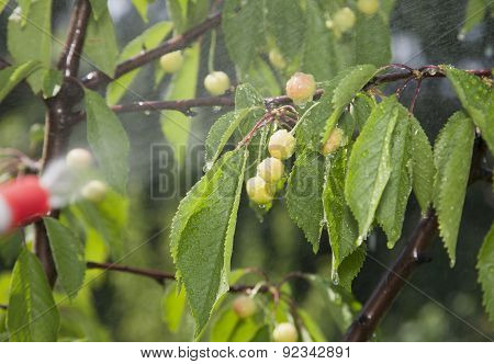 Unripe Berries Cherries Are Processed Pesticides