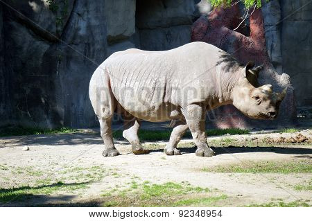 Black Rhinoceros