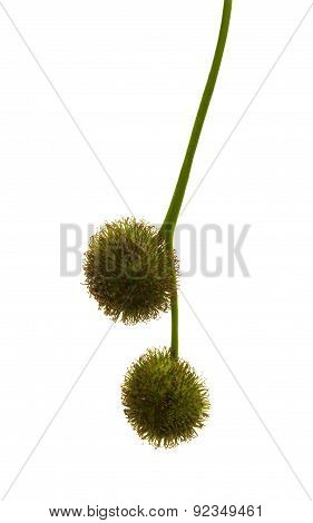 Agregate Balls Of The Seeds Of A Plane Tree