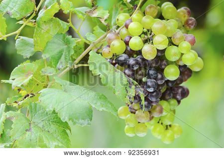 Green And Red Grape