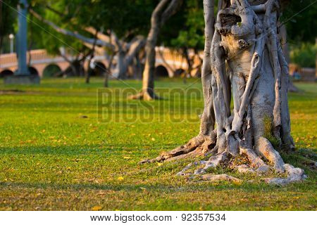 Tree in the Garden