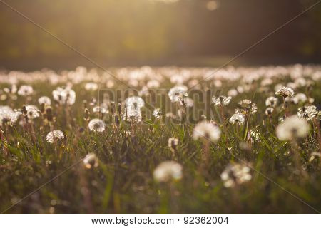 Field With Dandelion Seed Heads In The Sunshine